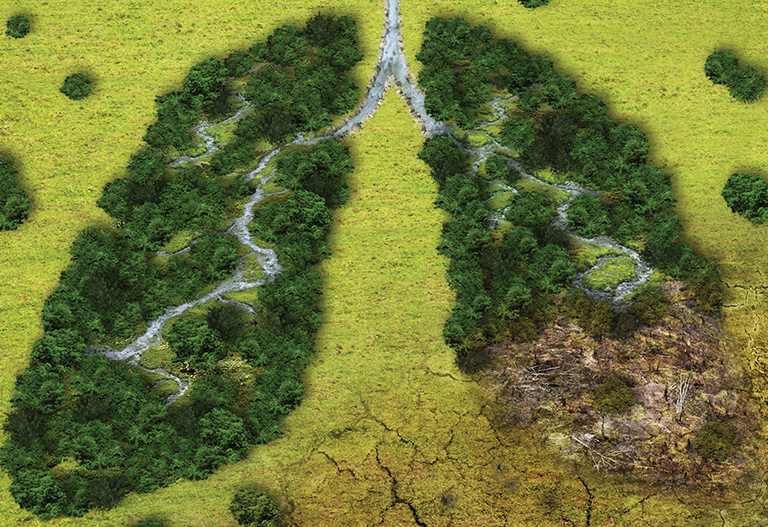 Green wood: The best wood in the world for your next project